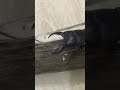 dorcus titanus sika vs prosopocoilus astacoides blanchardi