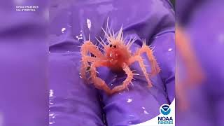 'Cutest, Spikiest, Tiniest Crab in the World' Becomes Viral Sensation