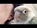 【可愛いすぎて泣ける】ウロコインコの可愛さ炸裂〔so cute green cheek conure〕