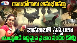 సంక్రాంతి బరిలోకి పందెం కోళ్లు రెడీ|| Sankranthi Pandem Kollu || Sankrthai Special Story || Idenijam