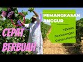 PEMANGKASAN ANGGUR SUPAYA CEPAT BERBUAH. TEKNIK PRUNNING TANAMAN ANGGUR YANG TEPAT...||OOYIPONICS