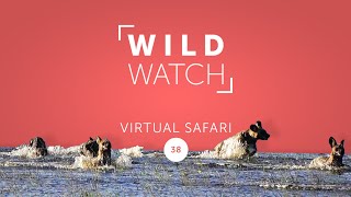 Dogs go swimming (and we get STUCK) | WILDwatch Virtual Safari 38