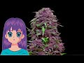 purple mazar auto – kalashnikov seeds