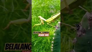 Waow apa ini gaees😱‼️#animals #grasshopper #belalangsembah #hewanunik #nature #cinematic #hewanlucu