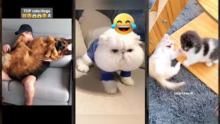 Cat videos 🥰 #animals 😅 #TOMCATS Part 3482