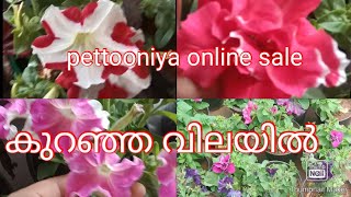 low cost pettuniya plant