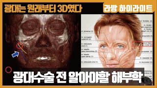 광대수술전 알아야할 얼굴뼈 구조와 해부학 [광대는 원래부터 3D였다 #1]