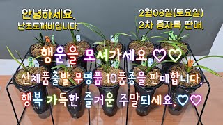 2월08일(토요일)2차 산채품출발 무명품 10품종을 판매합니다.행복 가득한 즐거운 주말되세요.♡♡4k