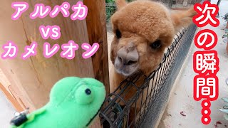 アルパカ赤ちゃんにカメレオンを見せてみた!神戸どうぶつ王国のアルパカ赤ちゃん、マーチくん