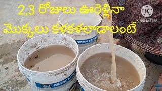 2,3 రోజులు ఊరెళ్ళినా మొక్కలు కళకళలాడాలంటే ఒకమంచి లిక్విడ్ ఫెర్టిలైజర్ ఇవ్వండి.