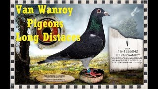 Van Wanroy -Long Distance- Racing Pigeons