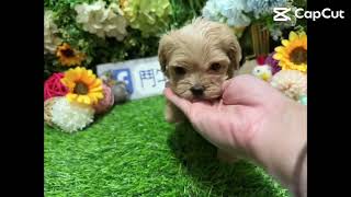 鬥牛小子犬舍~絕對融化 短腿短吻 臉蛋甜美 泰迪 茶杯型 成犬2.5公斤右 10/8生日奶油貴賓妹妹 #特寵業繁字第U1070228 #鬥牛小子犬舍 #營業登記47813464 #狗狗日常 #狗狗