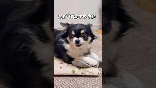 キレてるチワワが般若になる時。 #chihuahua #dog