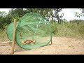 creative method diy porcupine trap make from net and wood that trap work 100%