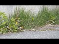 oriental greenfinch eats dandelion seeds カワラヒワ♂（野鳥）がセイヨウタンポポの種子を採食