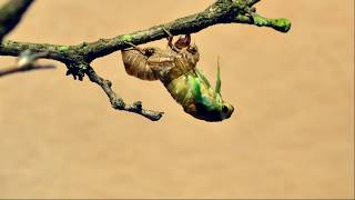 Cicada Hatching Timelapse (150 mins)