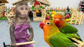 Naughty parrot teases farmer Bim Bim