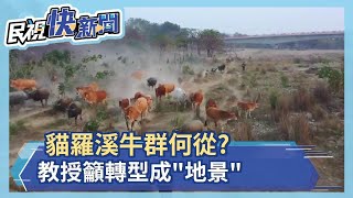 貓羅溪牛群何從?教授籲轉型成\