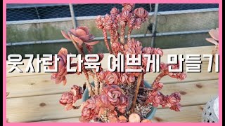 웃자란 다육? 오히려 좋습니다 |SUCCULENTS| 多肉植物 |