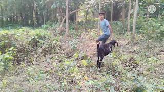 Amazing man meets First Time With His goat