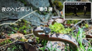 夜のヘビ探し第３弾　ーシロマダラ観察編ー