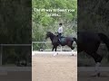 Dressage is all about the basics #dressagetraining #horse #dressage