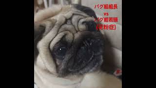 パグ組若頭(花粉症)とパグ組組長の抗争　パート12 #shorts＃パグ＃pug#多頭飼い#花粉症に負けるな