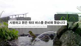 제주도에 새 전용 워터파크를 오픈하면 벌어지는 일 / Bird Bath for birds in hot summer