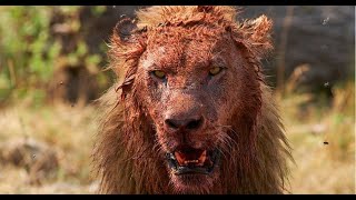LION Attacks On HUMAN | MAN-EATING Lions | Tanzania BIG CATS National Geographic Documentary 2020