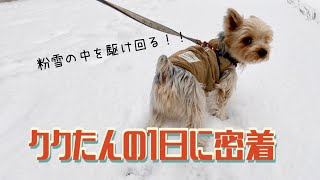 【密着】ほっこりすること間違いなし☺️ヨーキーの1日