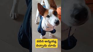 వదిన అన్నయ్య వచ్చాడు చూడు #dog #jackrussell #rocky #funny #talking #video #shorts #ytshorts #cutedog