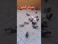 انشود  هي رحلة  لا تنتهي  اسع في خيرا