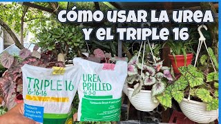 CÓMO FERTILIZAR CON UREA Y NPK correctamente las plantas, para una buena floración/Liliana Muñoz