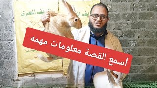 إزاى أشترى أرانب  وإيه هو أفضل نوع ،،وإزاى أتعامل معها