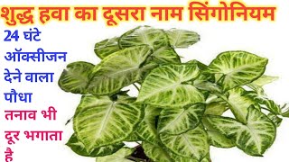 Syngonium Plant/शुद्ध हवा का दूसरा नाम सिंगोनियम/Syngonium Plant Care Propagation/Arrowhead Plant