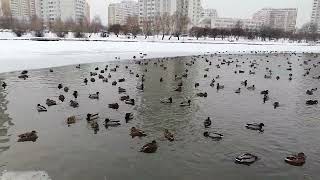 Ducks in cold winter water