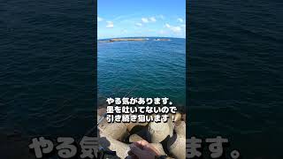 見えイカ発見！エギを投げるとやる気満々！ #shorts