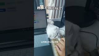 每天都得斗智斗勇的小猫咪#猫咪能有什么坏心思呢 #猫猫的铲屎官 #动物的迷惑行为 #我的小猫咪 #小猫 #貓 #cat