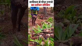 घर पर उगाएं नारियल का पेड़ | Coconut tree | Coconut farming | Nariyal | #shorts #coconuttree