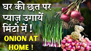 घर की छत पर प्याज़ उगायें मिंटो में || Onion at Home