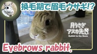 換毛期で眉毛ウサギ！？【ウサギのだいだい 】　2016年2月26日