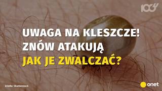 Kleszcze atakują ze zdwojoną siłą. Jak je zwalczać? | Onet100