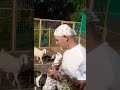 don't feed goats bread much,,  but they love the treats