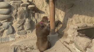 Awaji Island Monkey Center 12 2020c