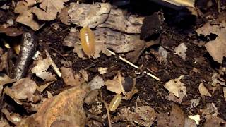 Porcellio laevis \