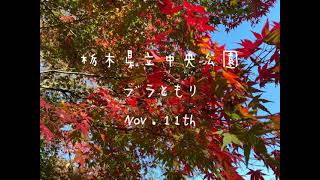 ブラともり 宇都宮中央公園の紅葉