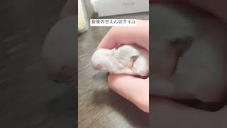 白文鳥の雛、食後の甘えん坊タイム♪