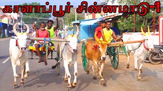 சின்னமாடு-1 காளாப்பூர் பந்தையம் 01.01.2025