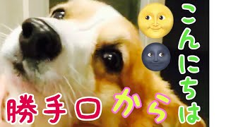 フンッフンッコーギーDogs you want to touch【犬】