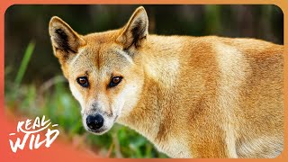 Dingos: The Hidden Life Of Australia's Apex Predator